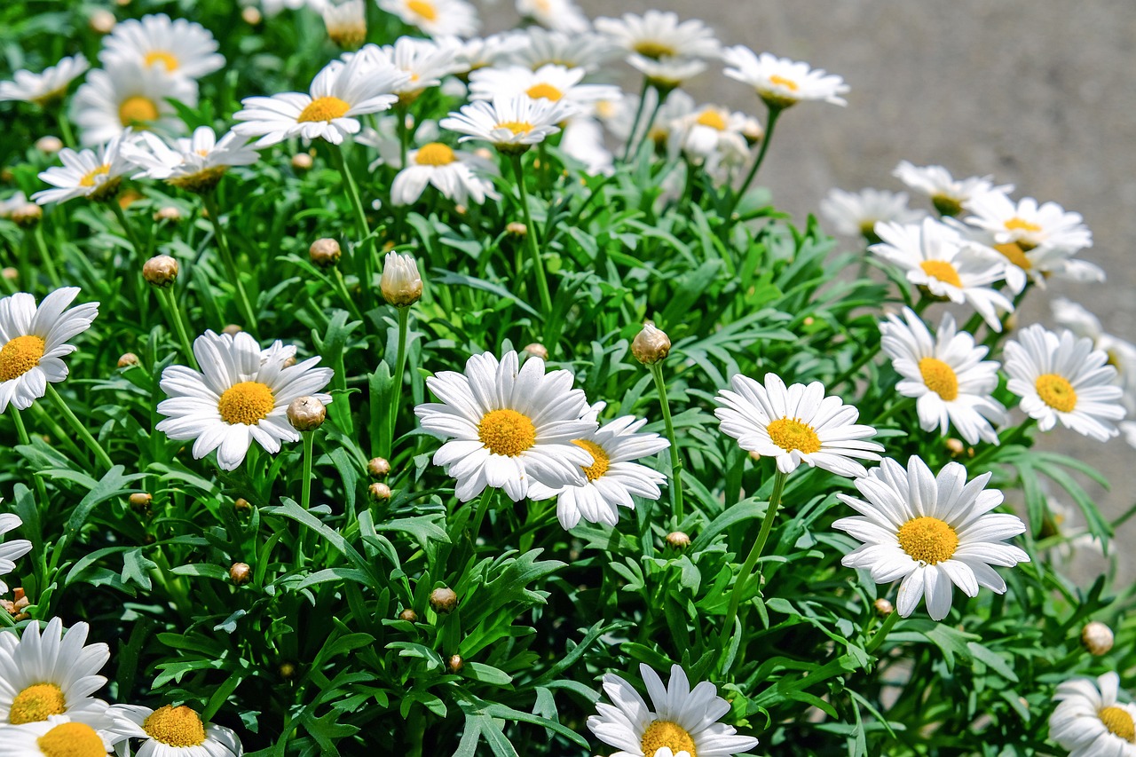 Which Flowers are Best for Your Eco-friendly Garden?